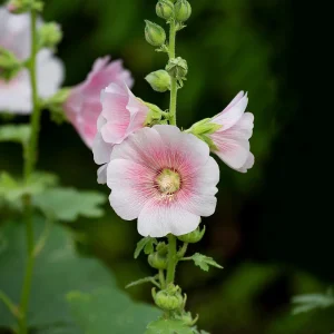 Light Pink Single Hollyhock Seeds - Alcea rosea - 20 Seeds, Easy Grow Perennial - Image 7