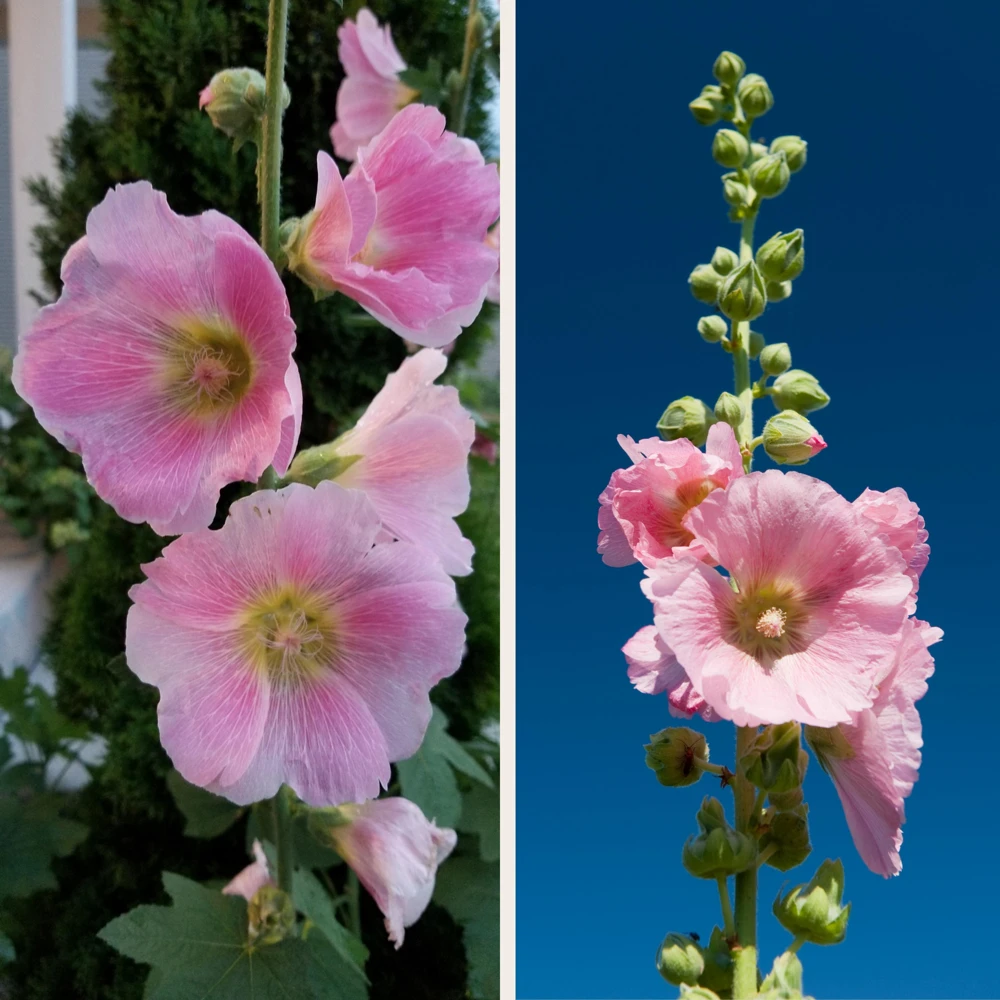 Light Pink Single Hollyhock Seeds - Alcea rosea - 20 Seeds, Easy Grow Perennial - Image 8