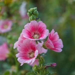 Light Pink Single Hollyhock Seeds - Alcea rosea - 20 Seeds, Easy Grow Perennial - Image 9