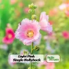 Light Pink Single Hollyhock Seeds - Alcea rosea - 20 Seeds, Easy Grow Perennial - Image 1
