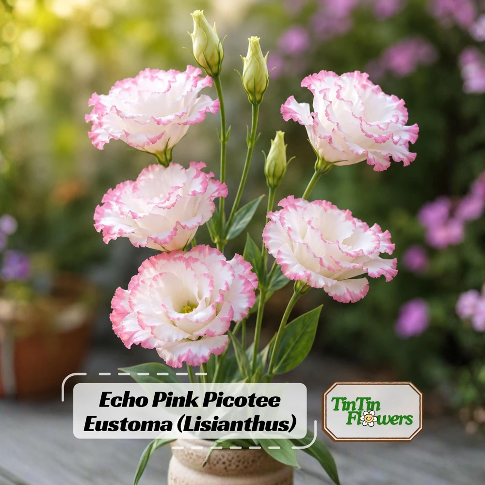Lisianthus Echo Pink Picotee Seeds - Bicolor Double Flowers, Rose & White, 20 Seeds - Image 1