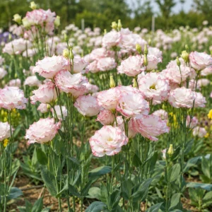 Lisianthus Echo Pink Picotee Seeds - Bicolor Double Flowers, Rose & White, 20 Seeds - Image 6