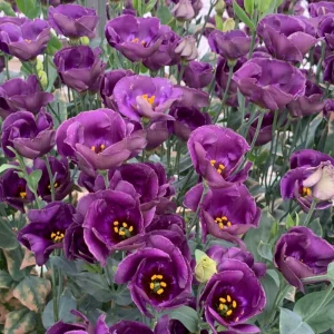 Lisianthus Pucchino Mix Seeds - Double Rose-like Flowers, Eustoma grandiflorum, 20 Seeds - Image 2