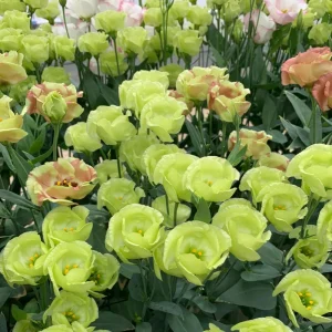 Lisianthus Pucchino Mix Seeds - Double Rose-like Flowers, Eustoma grandiflorum, 20 Seeds - Image 3