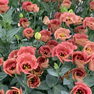 Lisianthus Pucchino Mix Seeds - Double Rose-like Flowers, Eustoma grandiflorum, 20 Seeds - Image 4