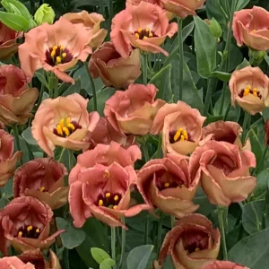 Lisianthus Pucchino Mix Seeds - Double Rose-like Flowers, Eustoma grandiflorum, 20 Seeds - Image 5