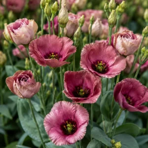 Lisianthus Pucchino Mix Seeds - Double Rose-like Flowers, Eustoma grandiflorum, 20 Seeds - Image 6