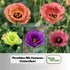 Lisianthus Pucchino Mix Seeds - Double Rose-like Flowers, Eustoma grandiflorum, 20 Seeds - Image 1