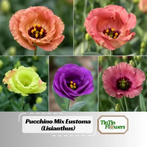 Lisianthus Pucchino Mix Seeds - Double Rose-like Flowers, Eustoma grandiflorum, 20 Seeds - Image 1