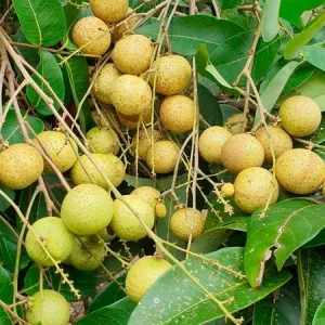 Longan Fruit Tree Live Plant - 6 inch Nursery Pot - Tropical Fruit - Image 2