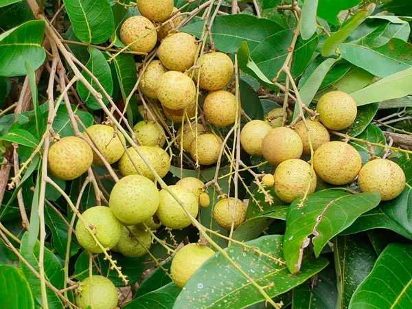 Longan Fruit Tree Live Plant - 6 inch Nursery Pot - Tropical Fruit - Image 2