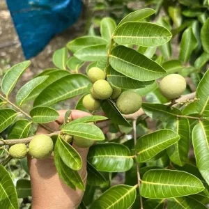 Longan Fruit Tree Live Plant - 6 inch Nursery Pot - Tropical Fruit - Image 3