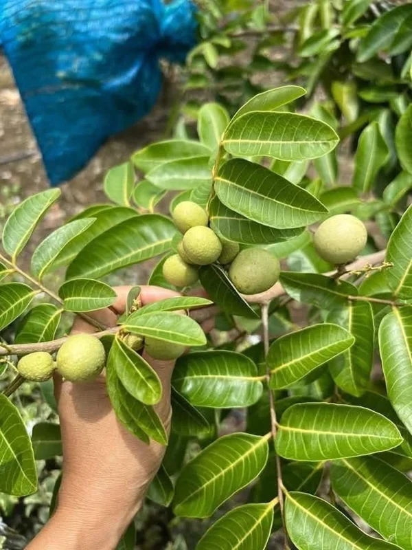 Longan Fruit Tree Live Plant - 6 inch Nursery Pot - Tropical Fruit - Image 3