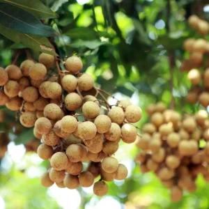 Longan Fruit Tree Live Plant - 6 inch Nursery Pot - Tropical Fruit - Image 1