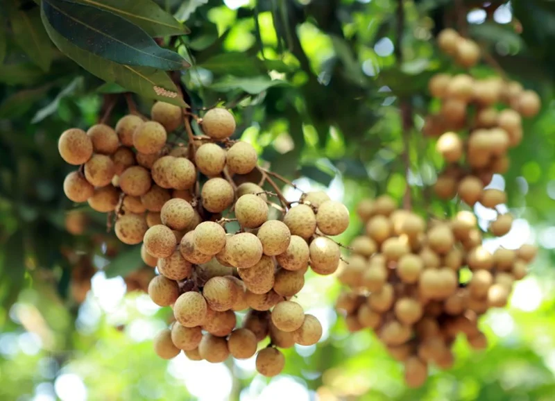 Longan Fruit Tree Live Plant - 6 inch Nursery Pot - Tropical Fruit - Image 1