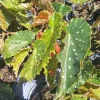 Louis Burke Begonia Live Plant – 7 to 12 inches Tall – Potted Houseplant in 4 inch Pot – Green, White & Orange - Image 1