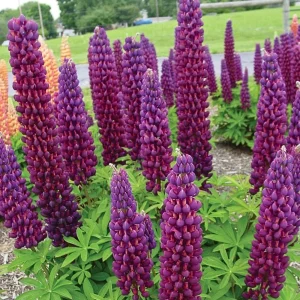 Lupine Flower Seeds Mix - 30 Seeds - Heirloom, Open-Pollinated Lupinus - Image 10