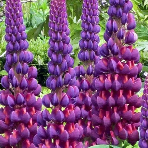 Lupine Flower Seeds Mix - 30 Seeds - Heirloom, Open-Pollinated Lupinus - Image 11