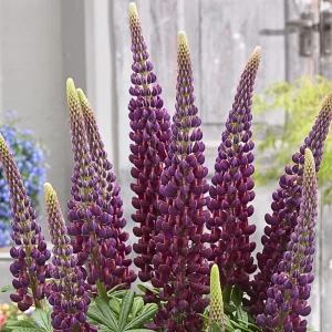 Lupine Flower Seeds Mix - 30 Seeds - Heirloom, Open-Pollinated Lupinus - Image 12
