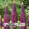 Lupine Flower Seeds Mix - 30 Seeds - Heirloom, Open-Pollinated Lupinus - Image 1