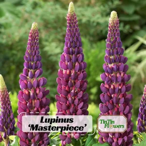 Lupine Flower Seeds Mix - 30 Seeds - Heirloom, Open-Pollinated Lupinus - Image 1