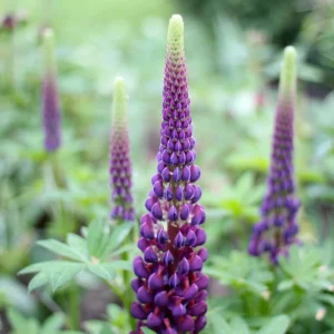 Lupine Flower Seeds Mix - 30 Seeds - Heirloom, Open-Pollinated Lupinus - Image 2