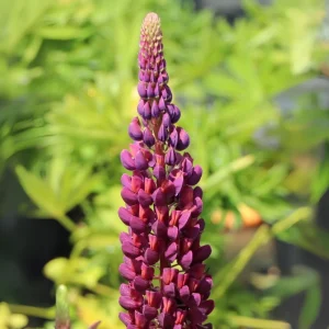 Lupine Flower Seeds Mix - 30 Seeds - Heirloom, Open-Pollinated Lupinus - Image 3