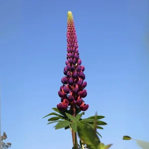 Lupine Flower Seeds Mix - 30 Seeds - Heirloom, Open-Pollinated Lupinus - Image 4