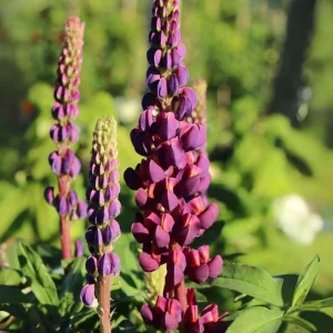 Lupine Flower Seeds Mix - 30 Seeds - Heirloom, Open-Pollinated Lupinus - Image 5