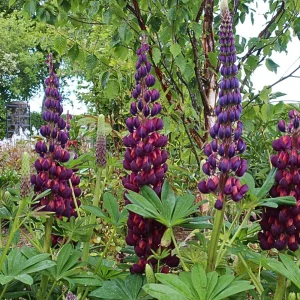 Lupine Flower Seeds Mix - 30 Seeds - Heirloom, Open-Pollinated Lupinus - Image 6