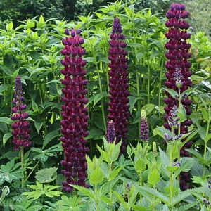 Lupine Flower Seeds Mix - 30 Seeds - Heirloom, Open-Pollinated Lupinus - Image 7