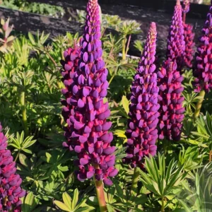 Lupine Flower Seeds Mix - 30 Seeds - Heirloom, Open-Pollinated Lupinus - Image 8