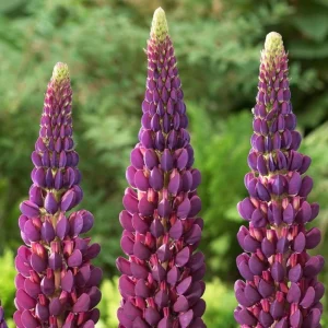 Lupine Flower Seeds Mix - 30 Seeds - Heirloom, Open-Pollinated Lupinus - Image 9