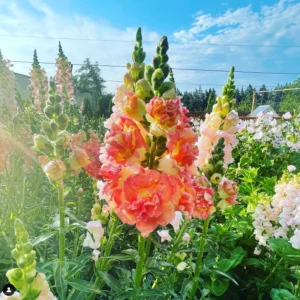Madame Butterfly Bronze Snapdragon Seeds - 30 Seeds - Cut Flowers, Cold Resistant - Image 10