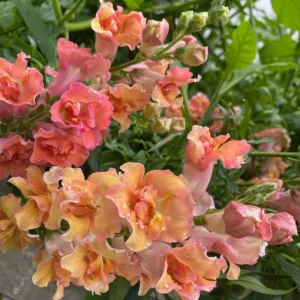 Madame Butterfly Bronze Snapdragon Seeds - 30 Seeds - Cut Flowers, Cold Resistant - Image 12