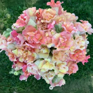 Madame Butterfly Bronze Snapdragon Seeds - 30 Seeds - Cut Flowers, Cold Resistant - Image 13