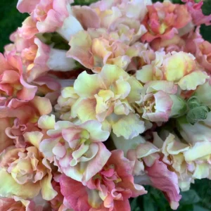 Madame Butterfly Bronze Snapdragon Seeds - 30 Seeds - Cut Flowers, Cold Resistant - Image 14