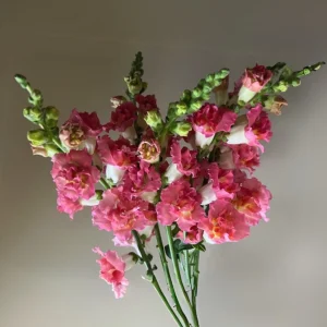 Madame Butterfly Bronze Snapdragon Seeds - 30 Seeds - Cut Flowers, Cold Resistant - Image 2