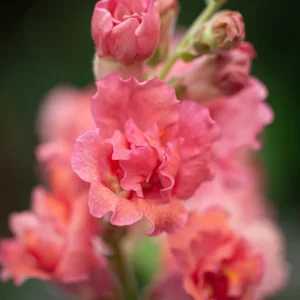 Madame Butterfly Bronze Snapdragon Seeds - 30 Seeds - Cut Flowers, Cold Resistant - Image 3