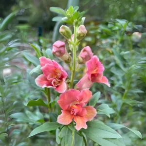 Madame Butterfly Bronze Snapdragon Seeds - 30 Seeds - Cut Flowers, Cold Resistant - Image 4