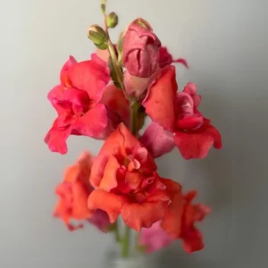Madame Butterfly Bronze Snapdragon Seeds - 30 Seeds - Cut Flowers, Cold Resistant - Image 5