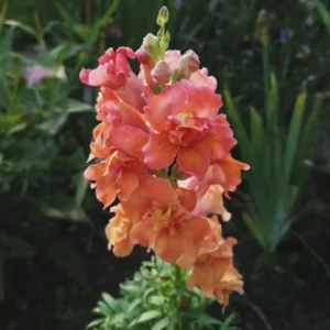 Madame Butterfly Bronze Snapdragon Seeds - 30 Seeds - Cut Flowers, Cold Resistant - Image 6