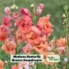 Madame Butterfly Bronze Snapdragon Seeds - 30 Seeds - Cut Flowers, Cold Resistant - Image 1