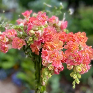 Madame Butterfly Bronze Snapdragon Seeds - 30 Seeds - Cut Flowers, Cold Resistant - Image 7