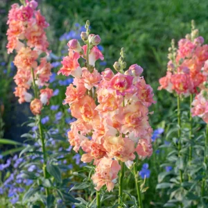 Madame Butterfly Bronze Snapdragon Seeds - 30 Seeds - Cut Flowers, Cold Resistant - Image 8
