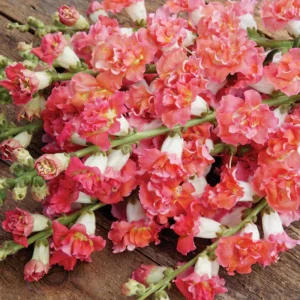 Madame Butterfly Bronze Snapdragon Seeds - 30 Seeds - Cut Flowers, Cold Resistant - Image 9
