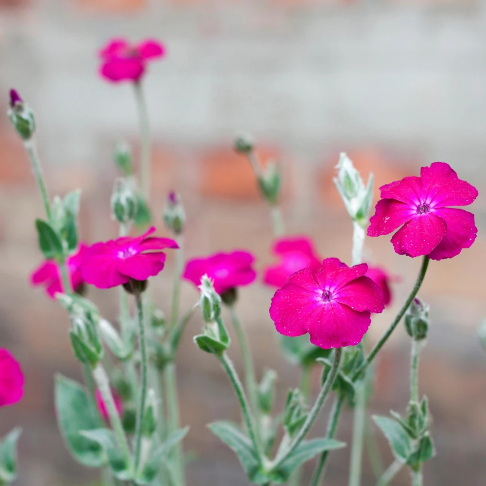 Magenta Silver Catchfly Seeds - Rose Campion - Silene coronaria - 30 Seed Pack - Image 11