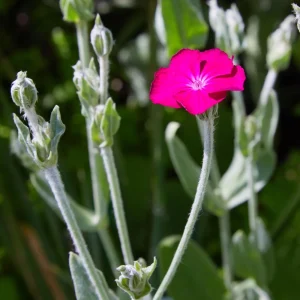 Magenta Silver Catchfly Seeds - Rose Campion - Silene coronaria - 30 Seed Pack - Image 12