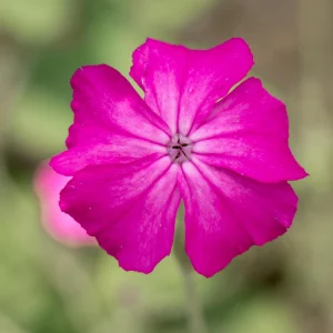 Magenta Silver Catchfly Seeds - Rose Campion - Silene coronaria - 30 Seed Pack - Image 2