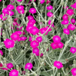 Magenta Silver Catchfly Seeds - Rose Campion - Silene coronaria - 30 Seed Pack - Image 4